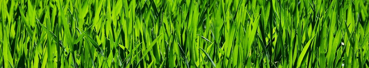 grass-3336700_1280_1